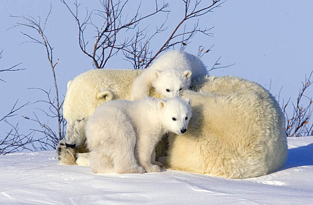 Polar Bear (Ursus maritimus)