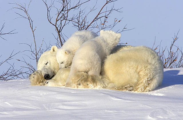 Polar Bear (Ursus maritimus)