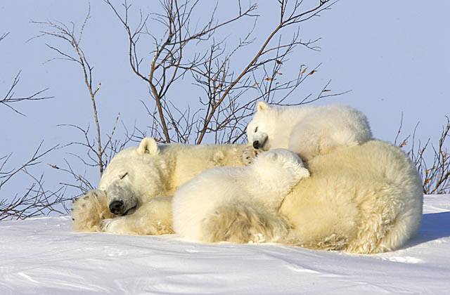 Polar Bear (Ursus maritimus)