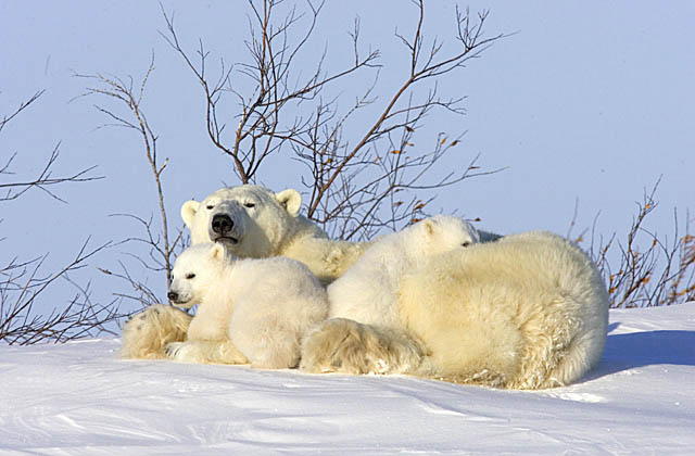 Polar Bear (Ursus maritimus)