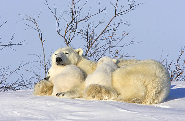 Polar Bear (Ursus maritimus)