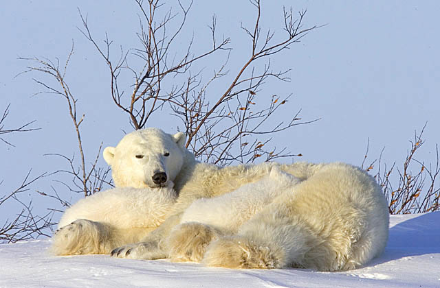 Polar Bear (Ursus maritimus)