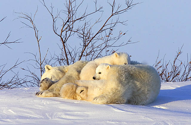 Polar Bear (Ursus maritimus)