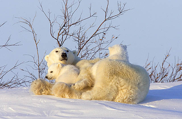 Polar Bear (Ursus maritimus)