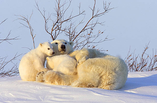 Polar Bear (Ursus maritimus)