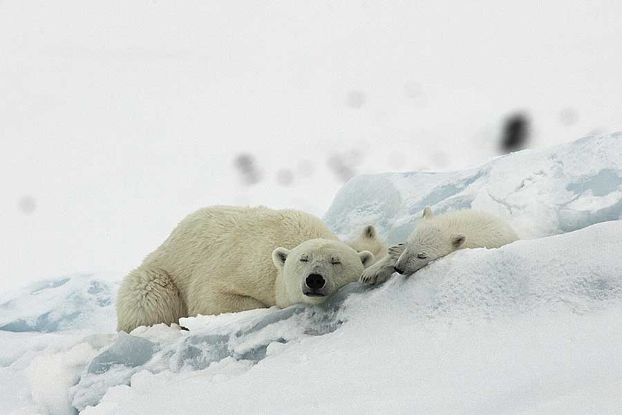 Polar Bear (Ursus maritimus)