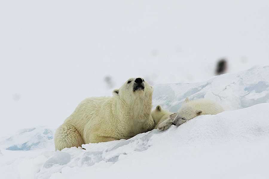 Polar Bear (Ursus maritimus)