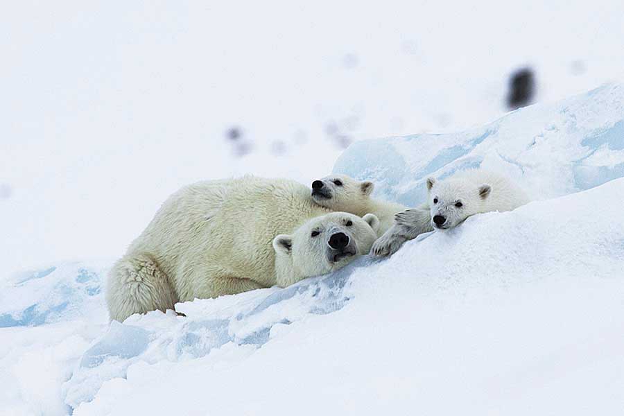 Polar Bear (Ursus maritimus)