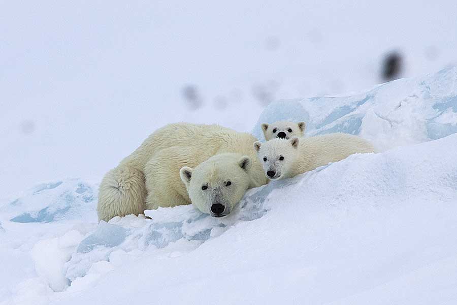 Polar Bear (Ursus maritimus)