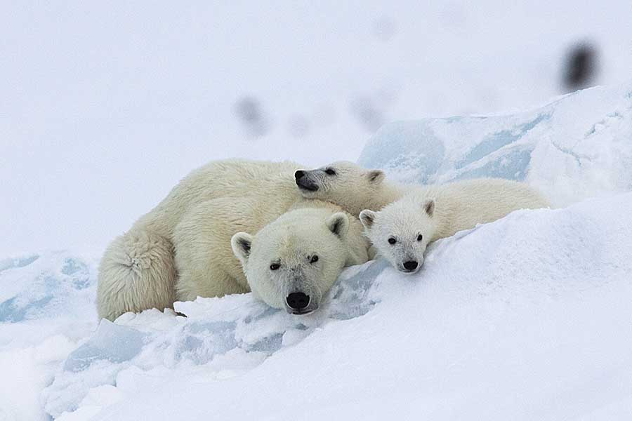 Polar Bear (Ursus maritimus)