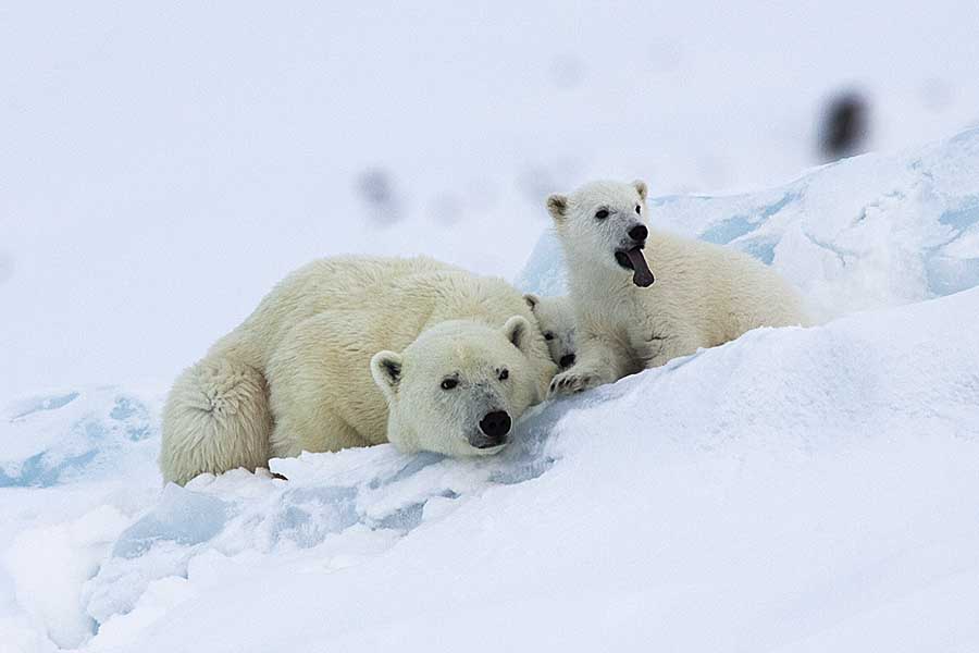 Polar Bear (Ursus maritimus)