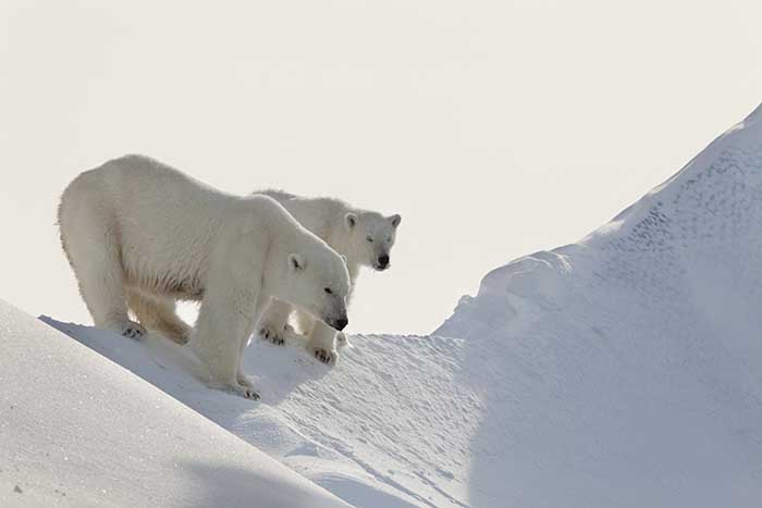 Polar Bear (Ursus maritimus)