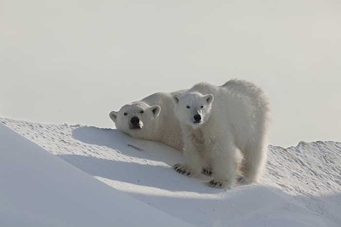 Polar Bear (Ursus maritimus)