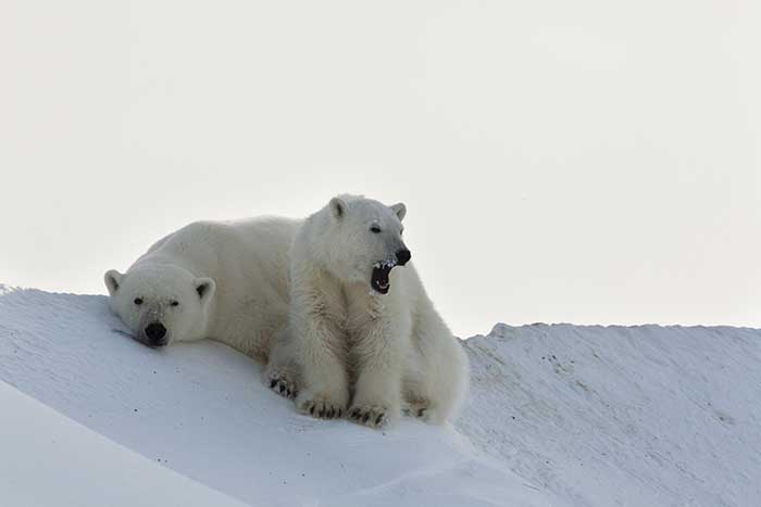 Polar Bear (Ursus maritimus)