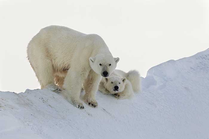 Polar Bear (Ursus maritimus)