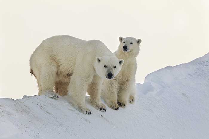 Polar Bear (Ursus maritimus)