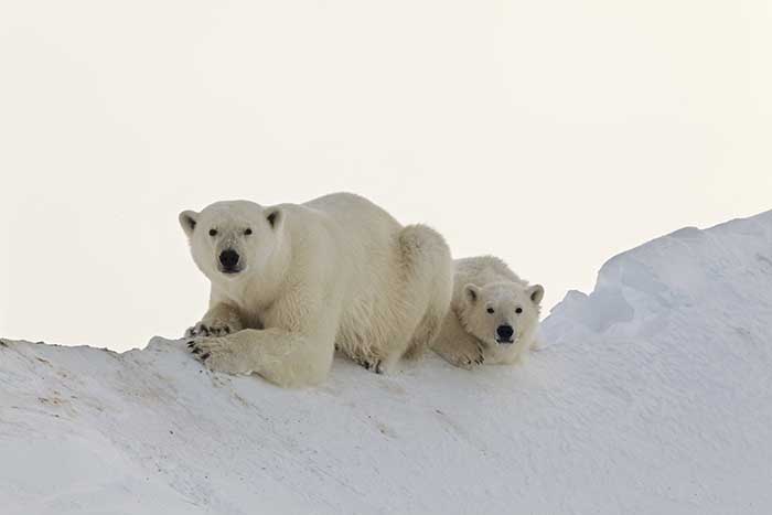 Polar Bear (Ursus maritimus)