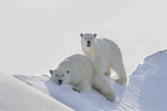 Polar Bear (Ursus maritimus)