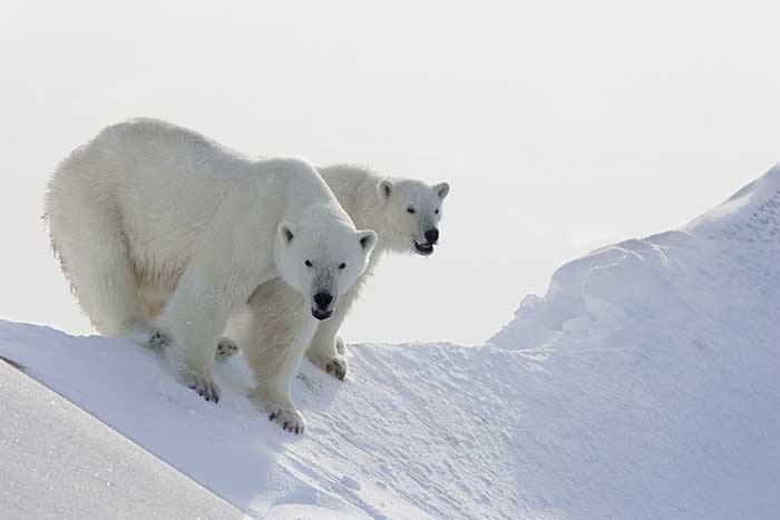 Polar Bear (Ursus maritimus)