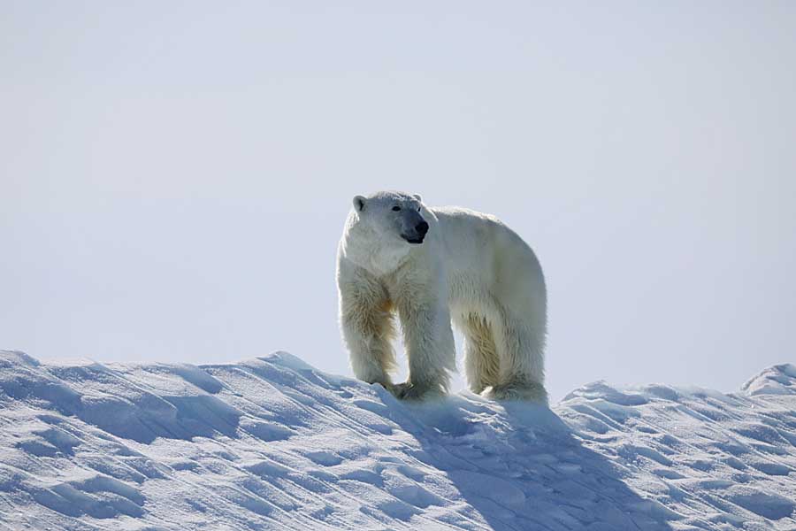 Polar Bear (Ursus maritimus)