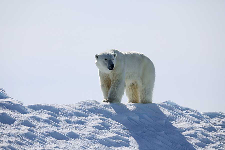 Polar Bear (Ursus maritimus)