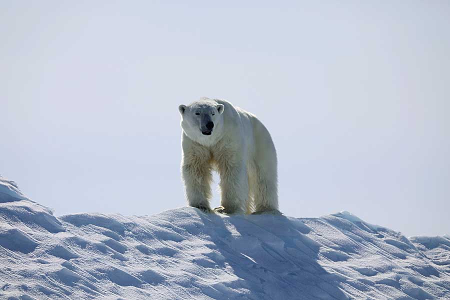 Polar Bear (Ursus maritimus)