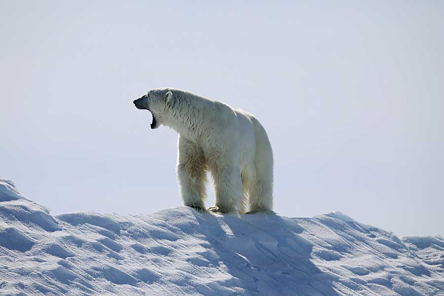 Polar Bear (Ursus maritimus)