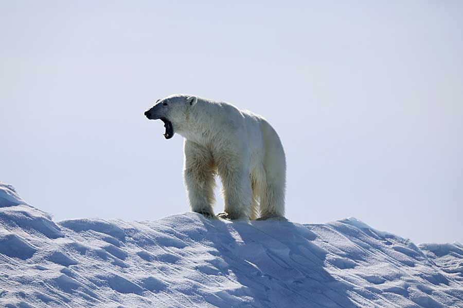 Polar Bear (Ursus maritimus)