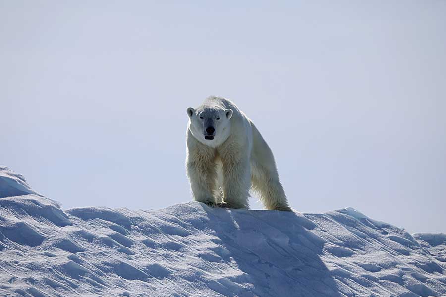 Polar Bear (Ursus maritimus)