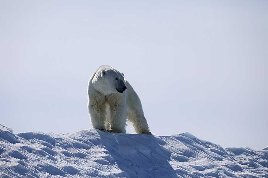 Polar Bear (Ursus maritimus)