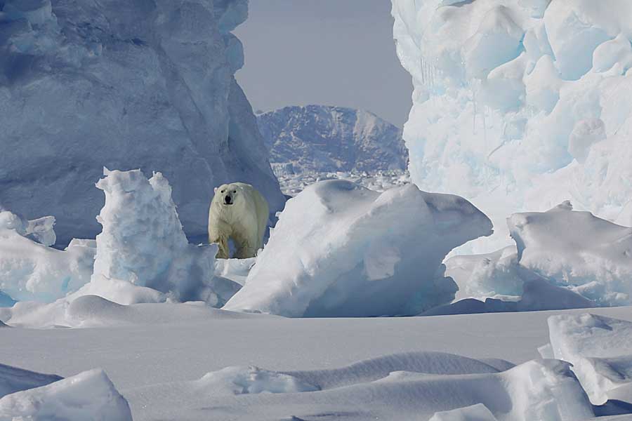 Polar Bear (Ursus maritimus)