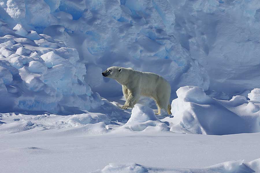 Polar Bear (Ursus maritimus)