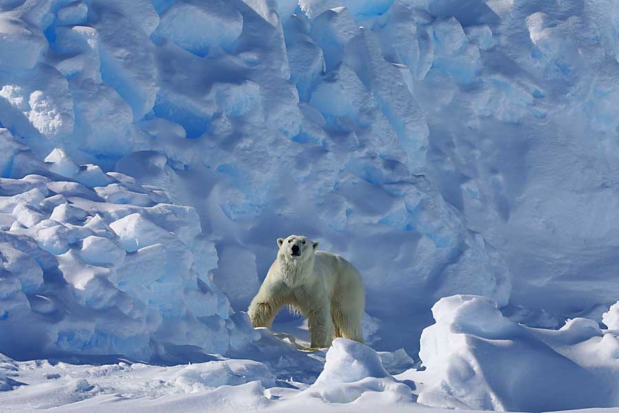 Polar Bear (Ursus maritimus)