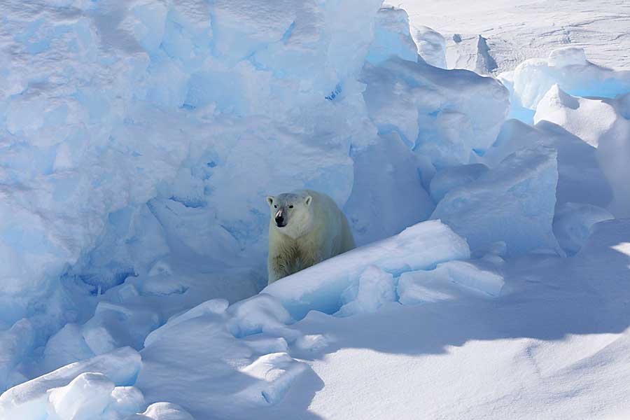 Polar Bear (Ursus maritimus)