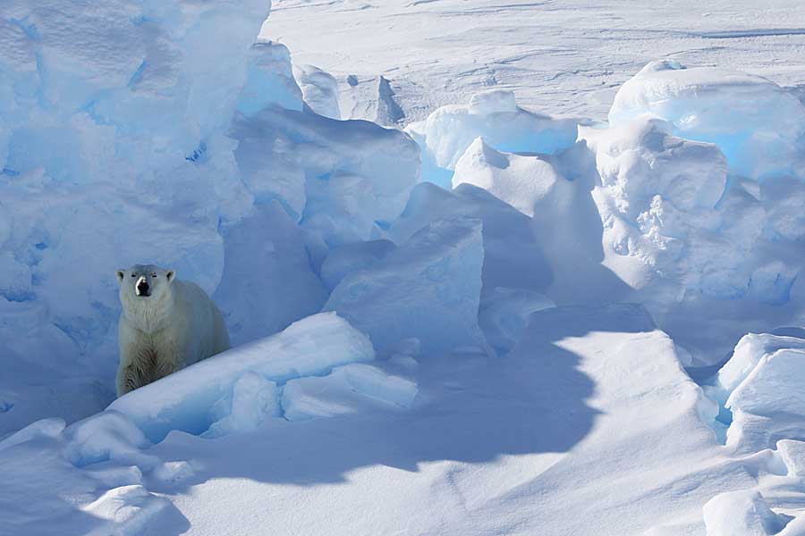 Polar Bear (Ursus maritimus)