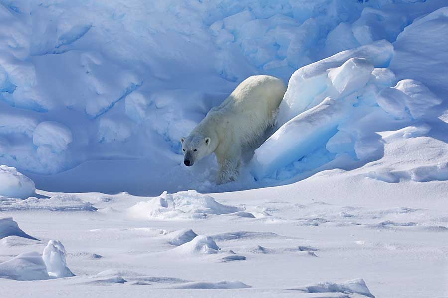 Polar Bear (Ursus maritimus)