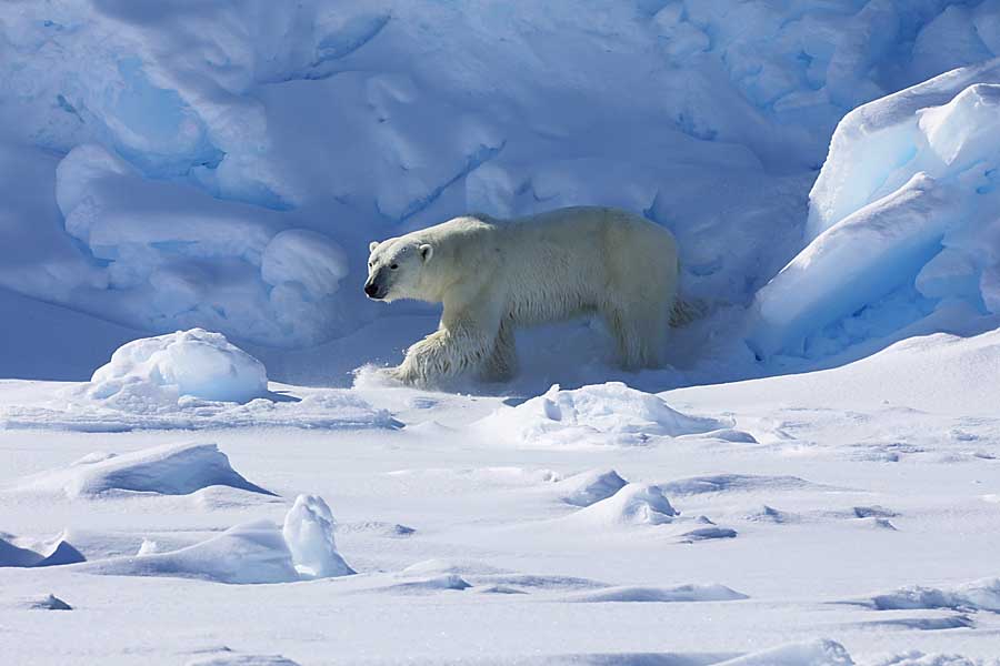 Polar Bear (Ursus maritimus)