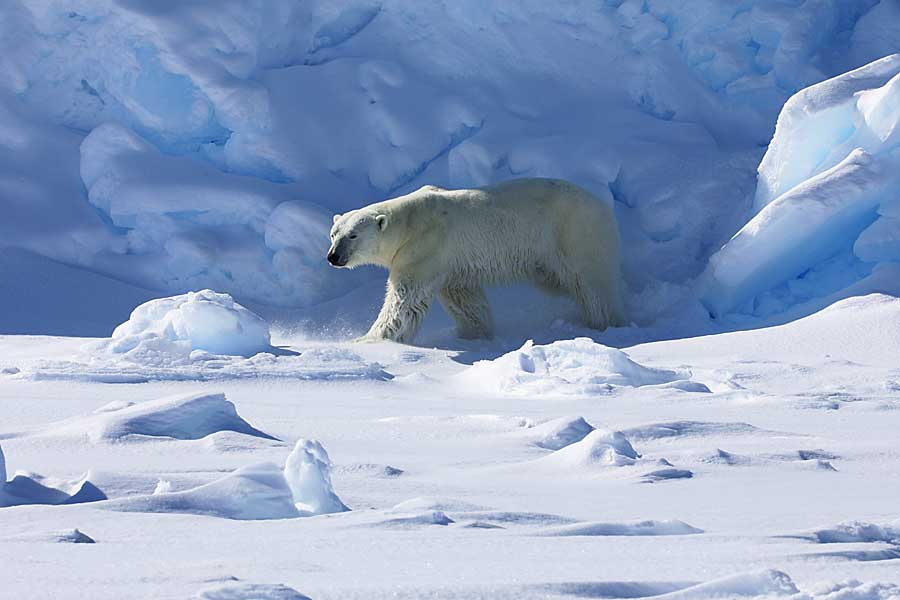 Polar Bear (Ursus maritimus)