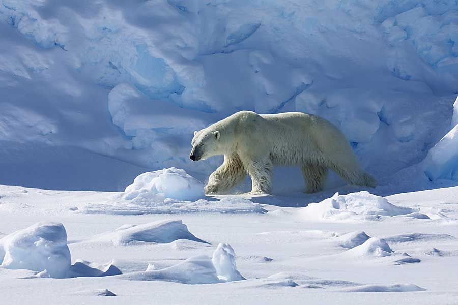 Polar Bear (Ursus maritimus)