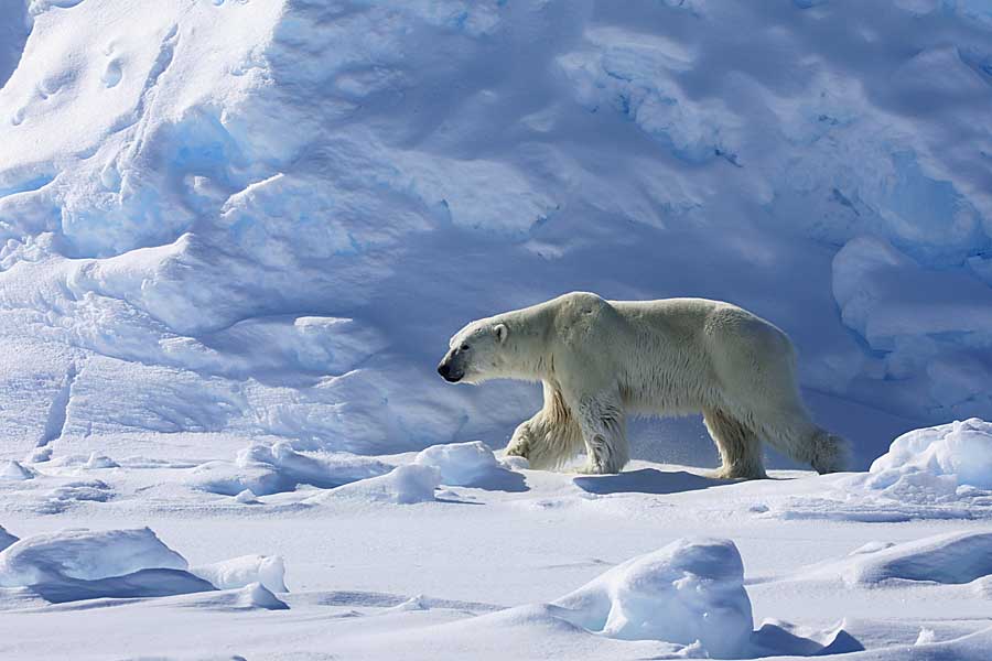 Polar Bear (Ursus maritimus)