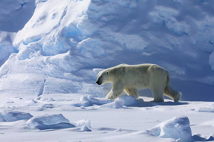 Polar Bear (Ursus maritimus)