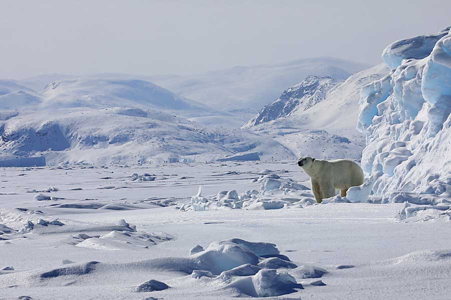 Polar Bear (Ursus maritimus)