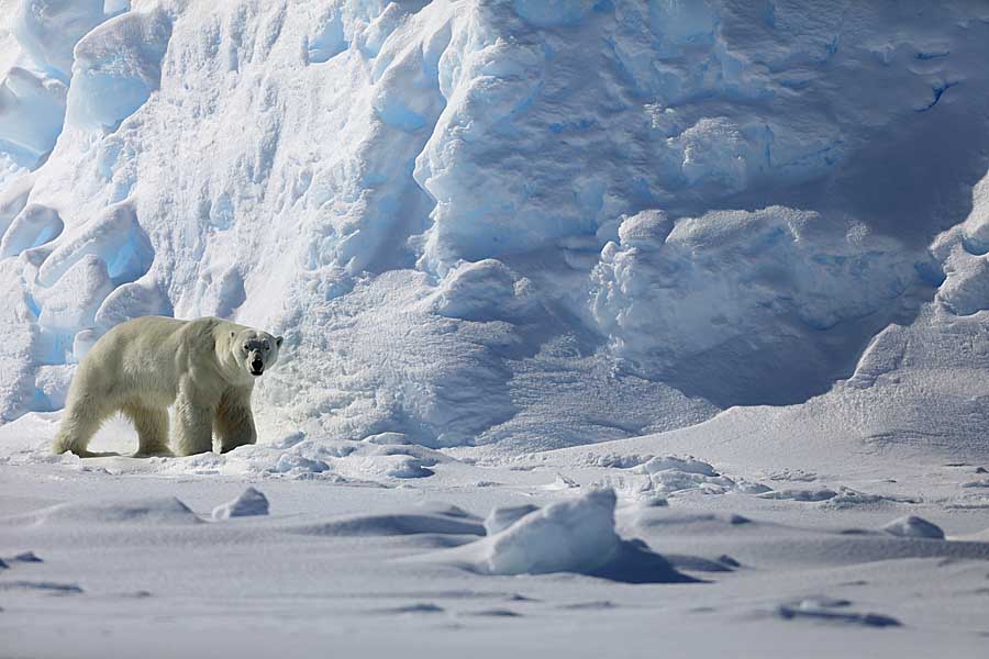 Polar Bear (Ursus maritimus)