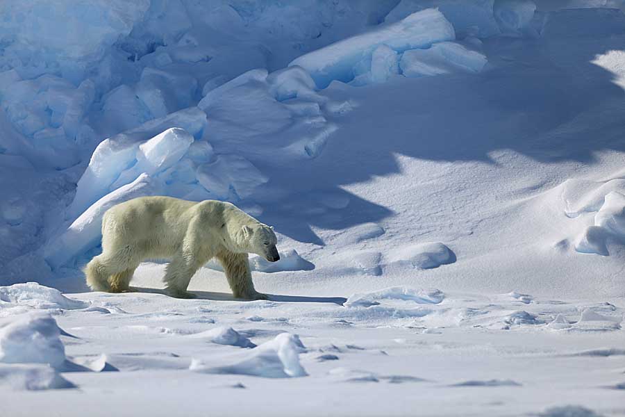 Polar Bear (Ursus maritimus)