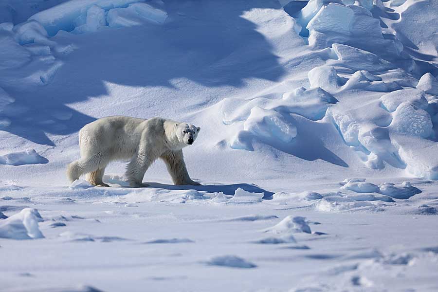 Polar Bear (Ursus maritimus)