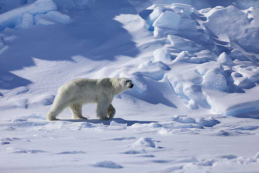 Polar Bear (Ursus maritimus)