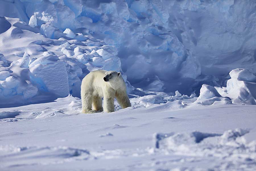 Polar Bear (Ursus maritimus)