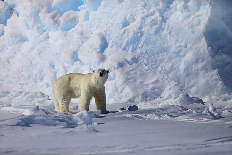 Polar Bear (Ursus maritimus)