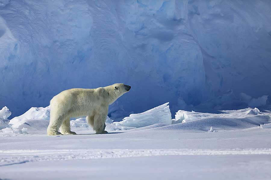 Polar Bear (Ursus maritimus)