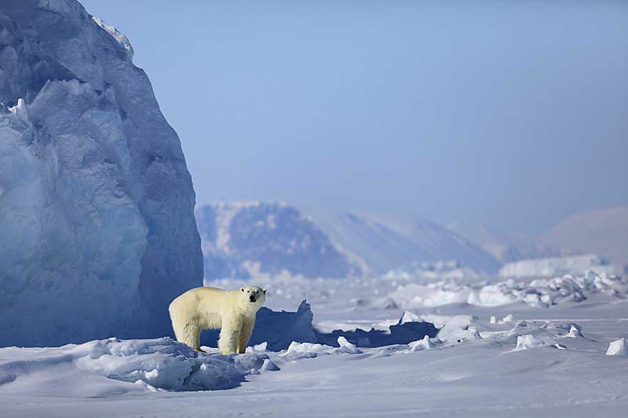 Polar Bear (Ursus maritimus)